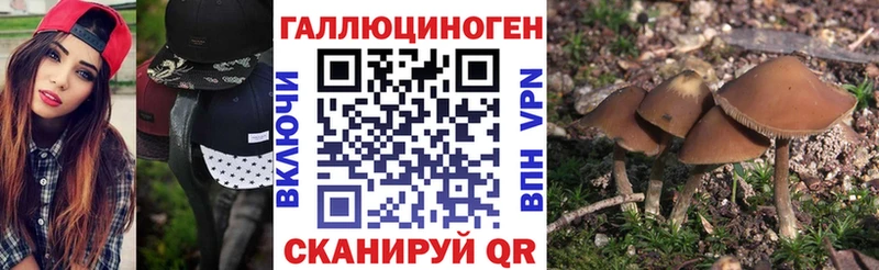 Псилоцибиновые грибы Psilocybe  Купить  Менделеевск 